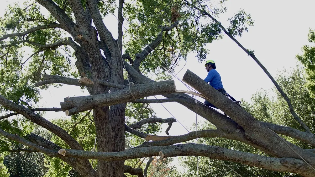 Professional Hazardous Tree Removal performed by certified arborists in Milmine